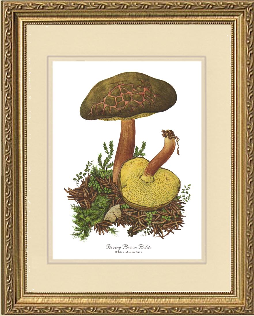 Boring Brown Bolete Mushroom | Vintage Mushroom Art Print