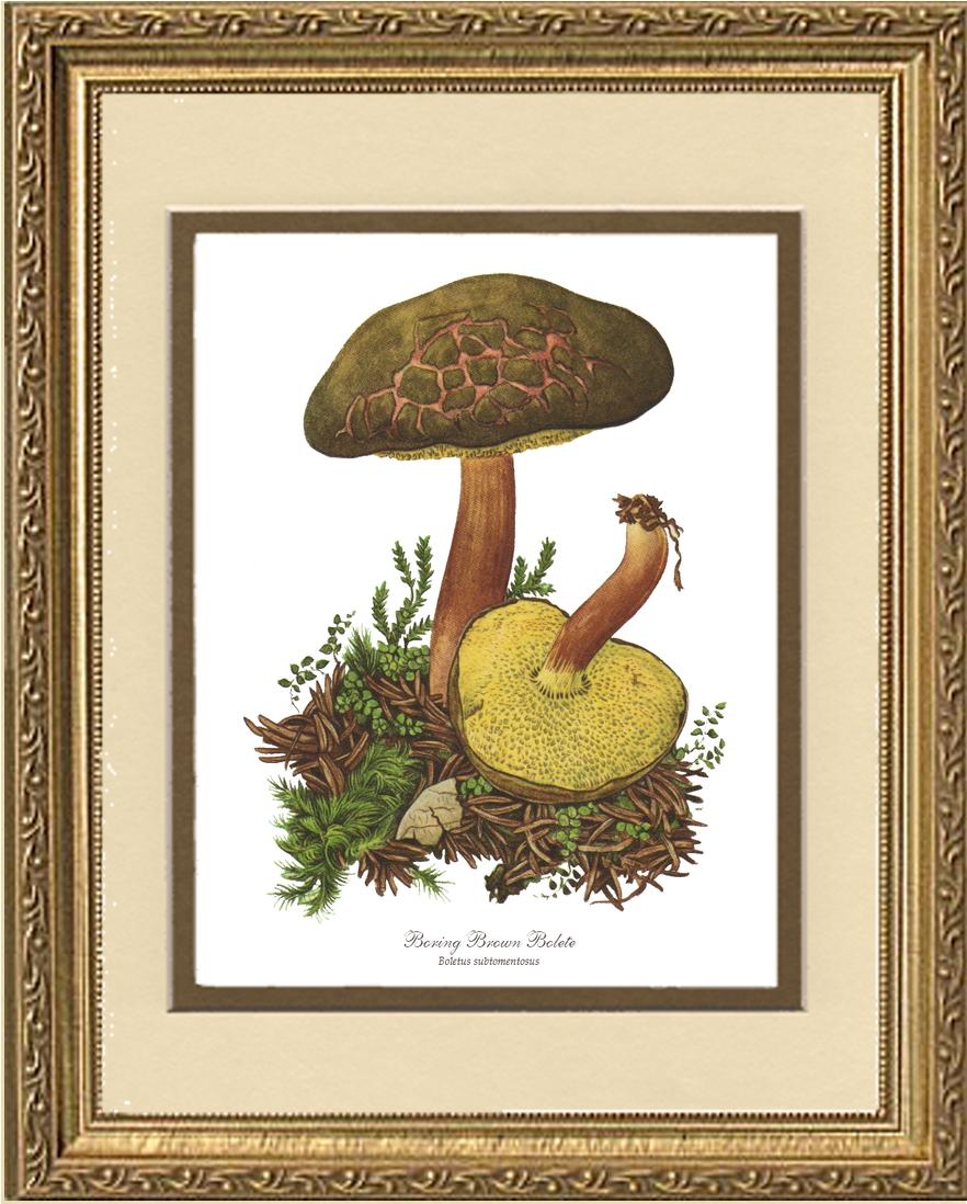 Boring Brown Bolete Mushroom | Vintage Mushroom Art Print