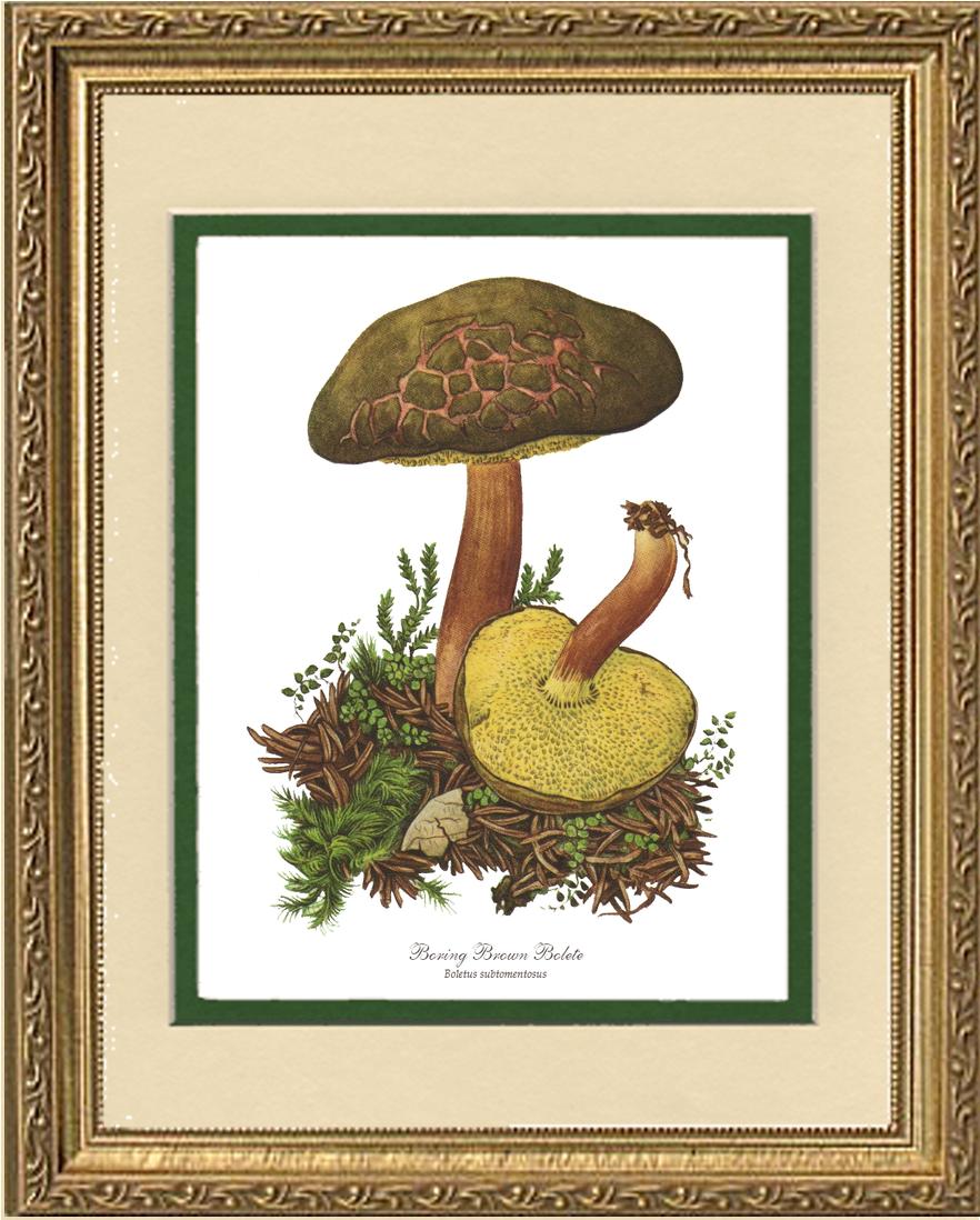 Boring Brown Bolete Mushroom | Vintage Mushroom Art Print
