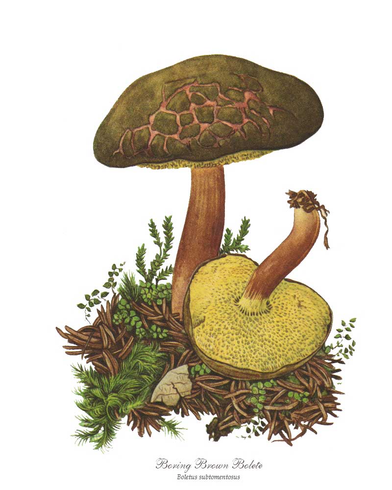 Mushroom Print: Boring Brown Bolete Mushroom
