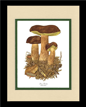 Bay Bolete Mushroom | Vintage Mushroom Art Print
