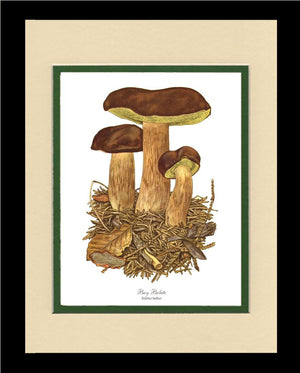 Bay Bolete Mushroom