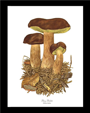Bay Bolete Mushroom | Vintage Mushroom Art Print