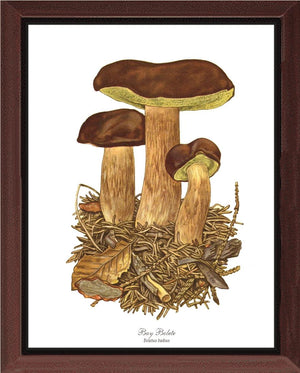 Bay Bolete Mushroom | Vintage Mushroom Art Print