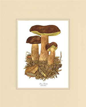 Bay Bolete Mushroom | Vintage Mushroom Art Print