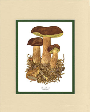 Bay Bolete Mushroom | Vintage Mushroom Art Print