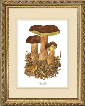 Bay Bolete Mushroom | Vintage Mushroom Art Print