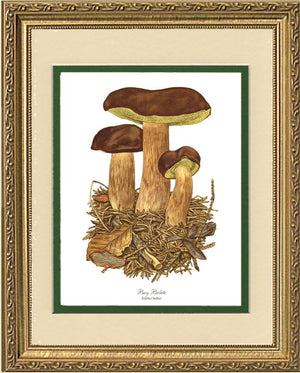 Bay Bolete Mushroom | Vintage Mushroom Art Print