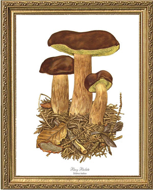 Bay Bolete Mushroom | Vintage Mushroom Art Print