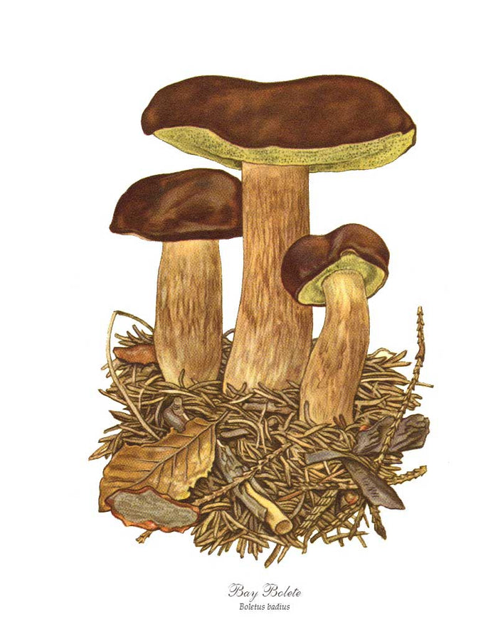 Bay Bolete Mushroom | Vintage Mushroom Art Print