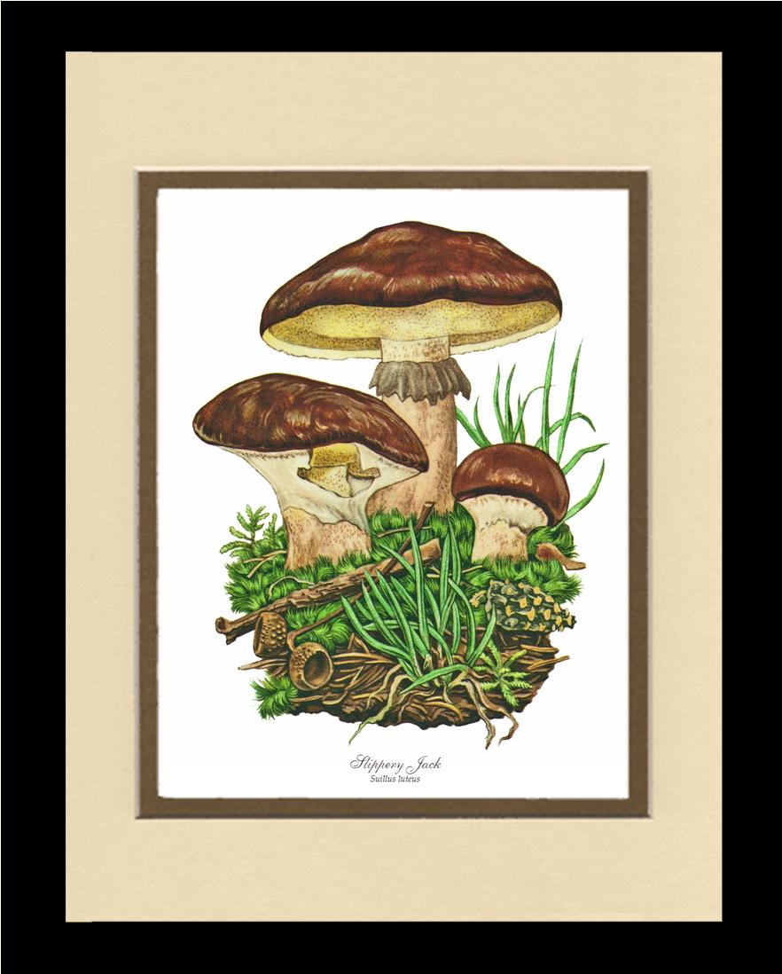 Slippery Jack Mushroom | Vintage Mushroom Art Print