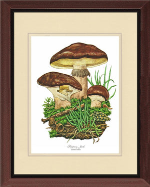Slippery Jack Mushroom