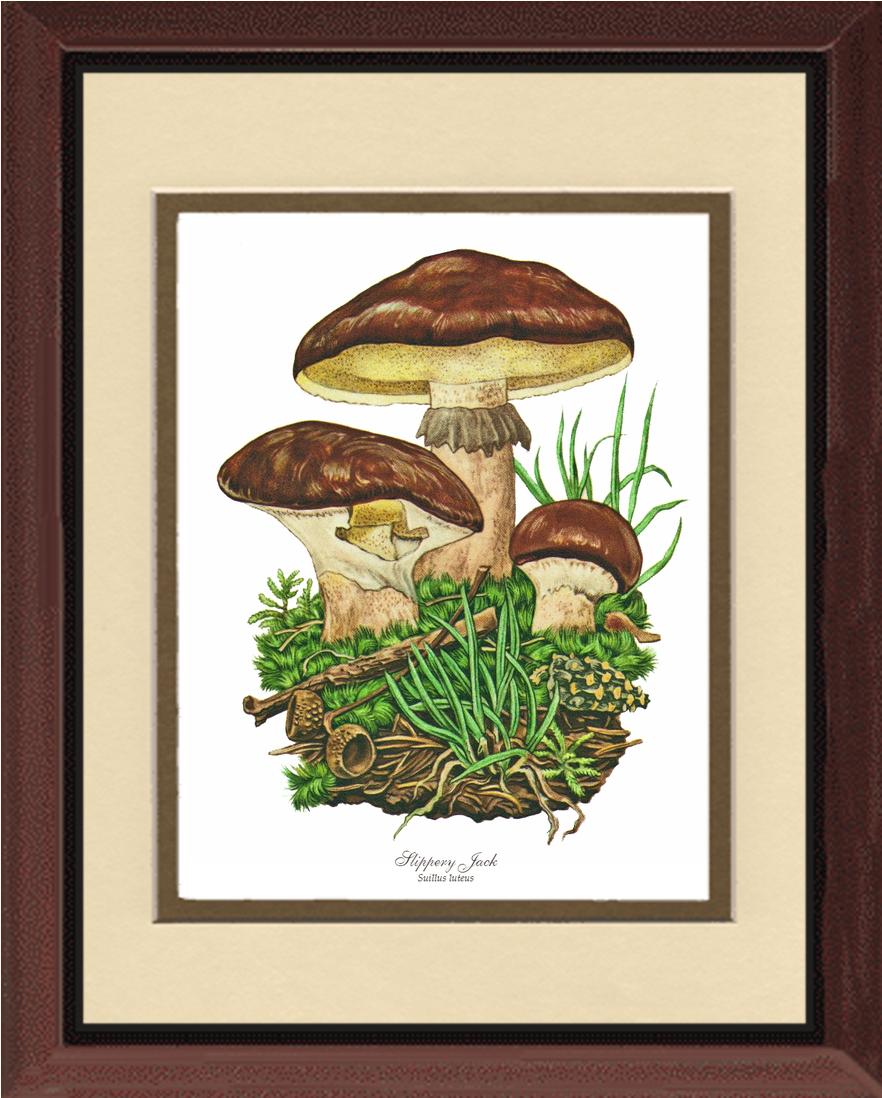 Slippery Jack Mushroom | Vintage Mushroom Art Print