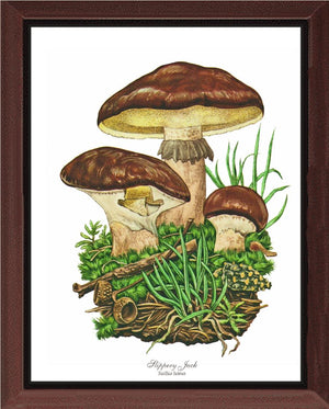 Slippery Jack Mushroom