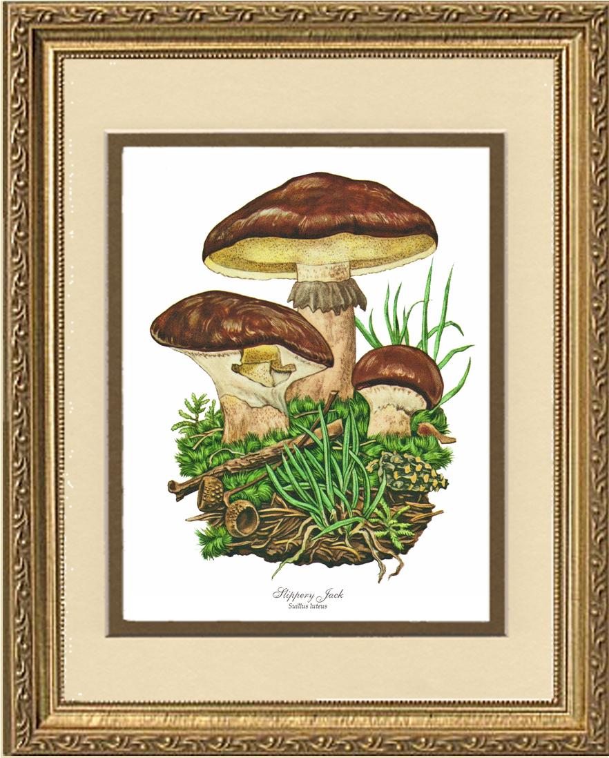 Slippery Jack Mushroom | Vintage Mushroom Art Print