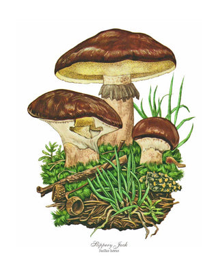 Mushroom Print: Slippery Jack Mushroom