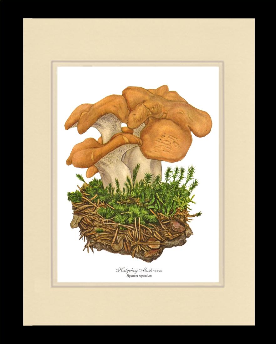 Hedgehog Mushroom | Vintage Mushroom Art Print