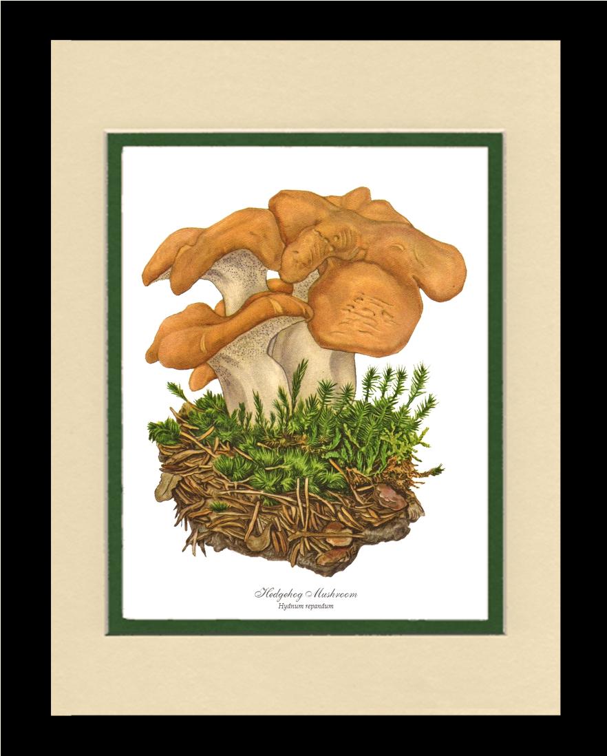Hedgehog Mushroom | Vintage Mushroom Art Print