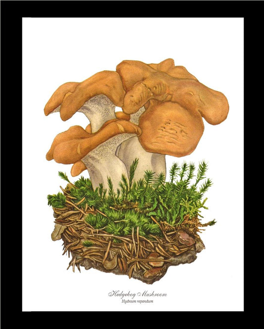 Hedgehog Mushroom | Vintage Mushroom Art Print