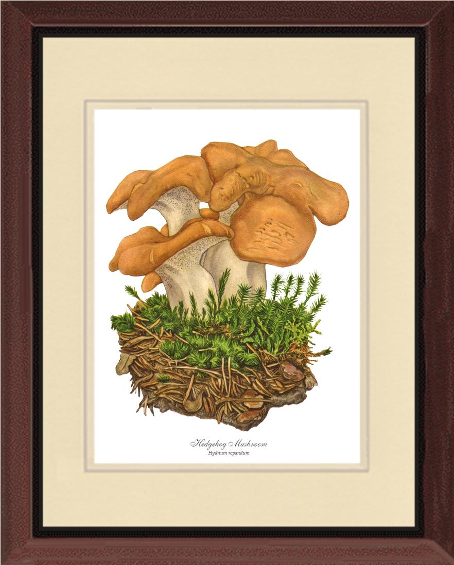 Hedgehog Mushroom | Vintage Mushroom Art Print