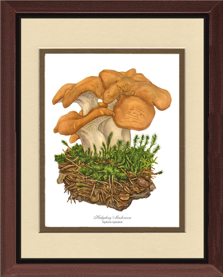 Hedgehog Mushroom | Vintage Mushroom Art Print
