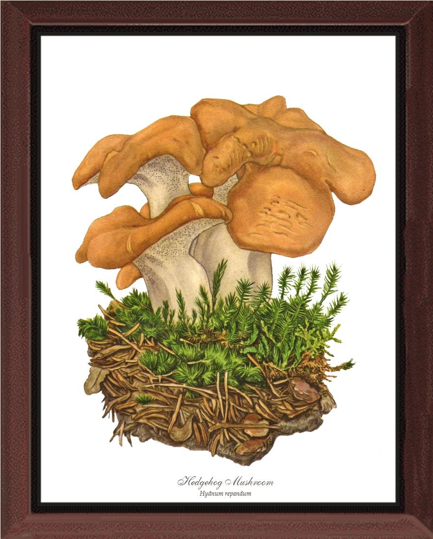 Hedgehog Mushroom | Vintage Mushroom Art Print