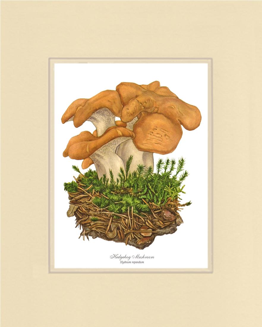 Hedgehog Mushroom | Vintage Mushroom Art Print