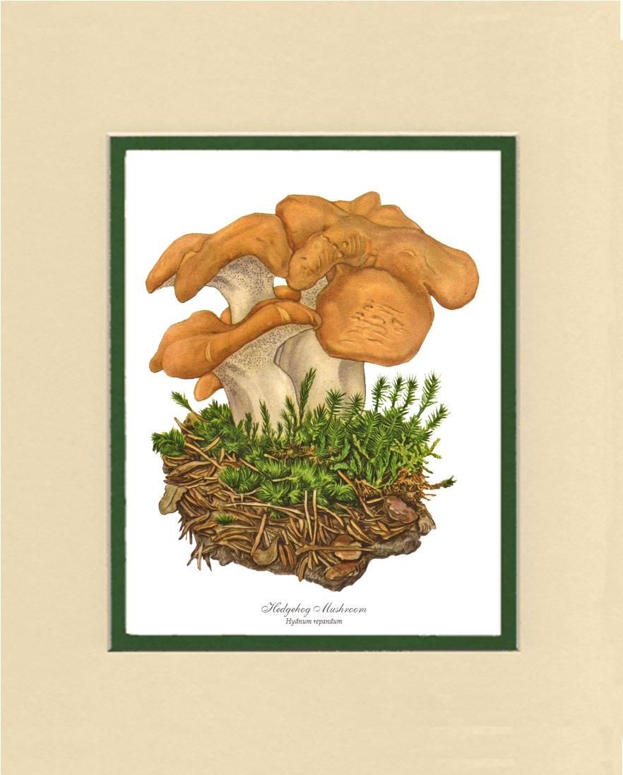 Hedgehog Mushroom | Vintage Mushroom Art Print