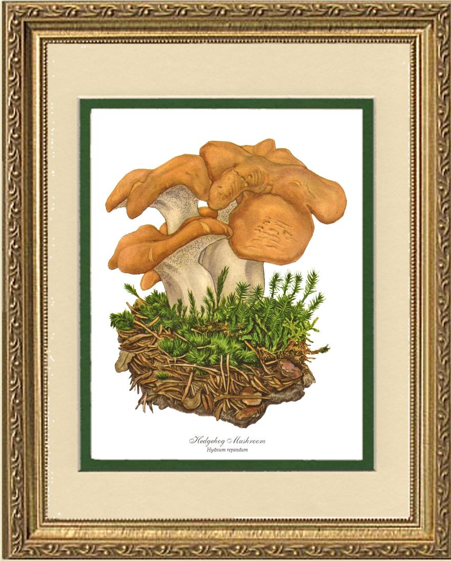 Hedgehog Mushroom | Vintage Mushroom Art Print