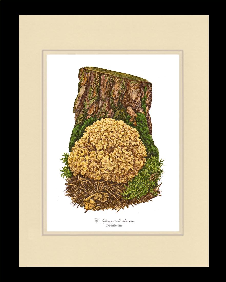 Cauliflower Mushroom | Vintage Mushroom Art Print