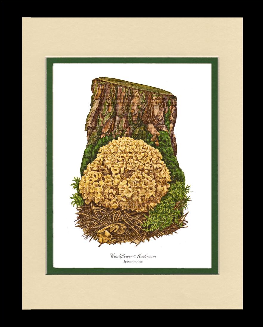Cauliflower Mushroom | Vintage Mushroom Art Print