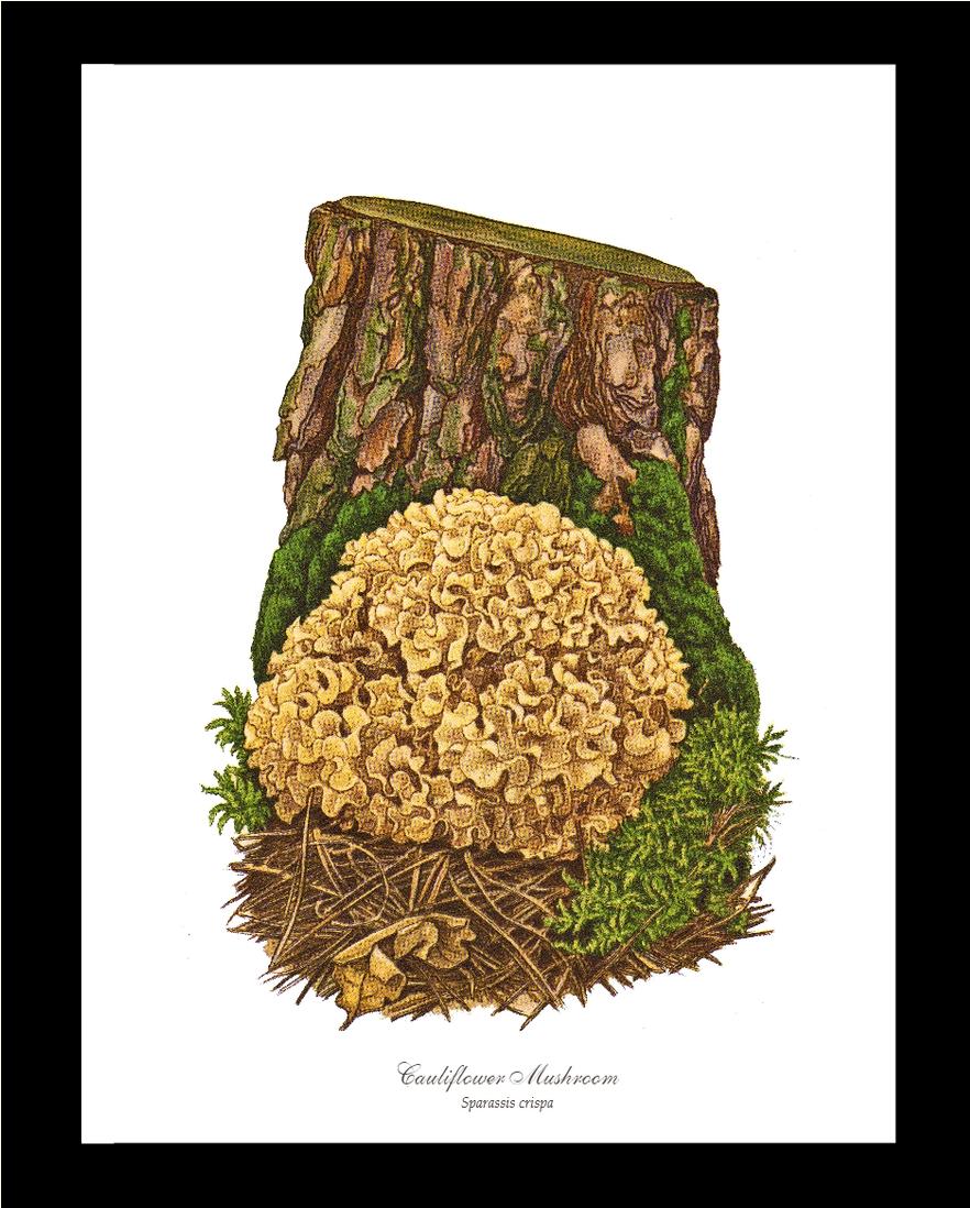 Cauliflower Mushroom | Vintage Mushroom Art Print