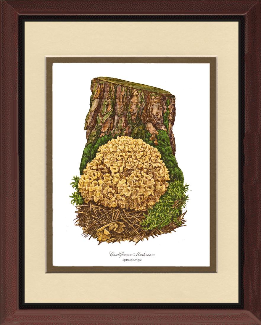 Cauliflower Mushroom | Vintage Mushroom Art Print