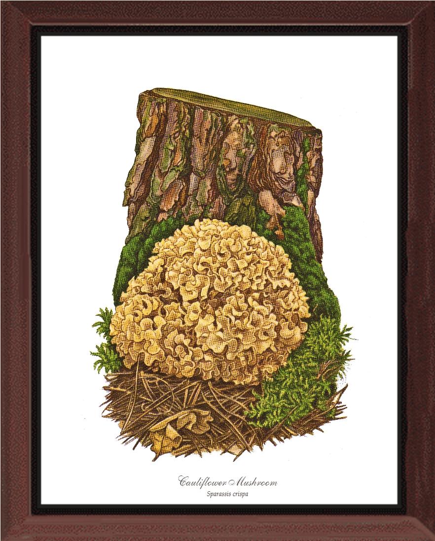 Cauliflower Mushroom | Vintage Mushroom Art Print