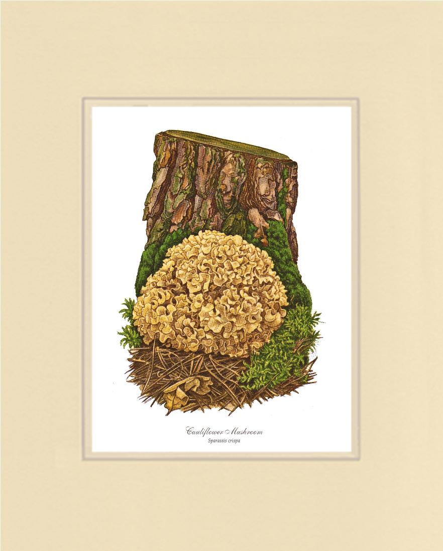 Cauliflower Mushroom | Vintage Mushroom Art Print