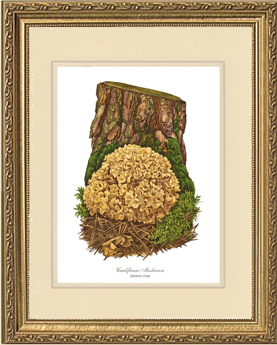 Cauliflower Mushroom | Vintage Mushroom Art Print