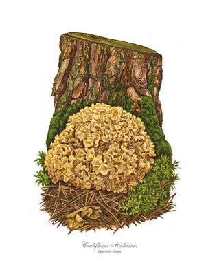 Mushroom Print: Cauliflower Mushroom