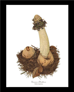 Common Stinkhorn