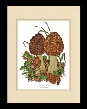 Morel Mushroom