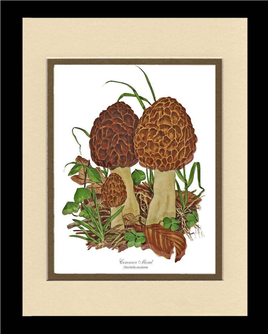 Morel Mushroom | Vintage Mushroom Art Print