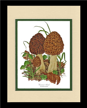 Morel Mushroom