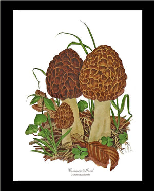 Morel Mushroom