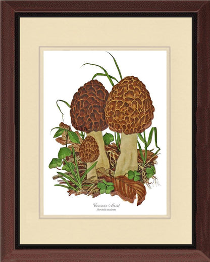 Morel Mushroom | Vintage Mushroom Art Print
