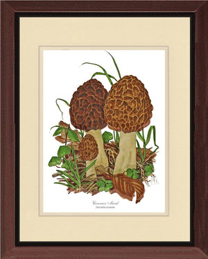 Morel Mushroom