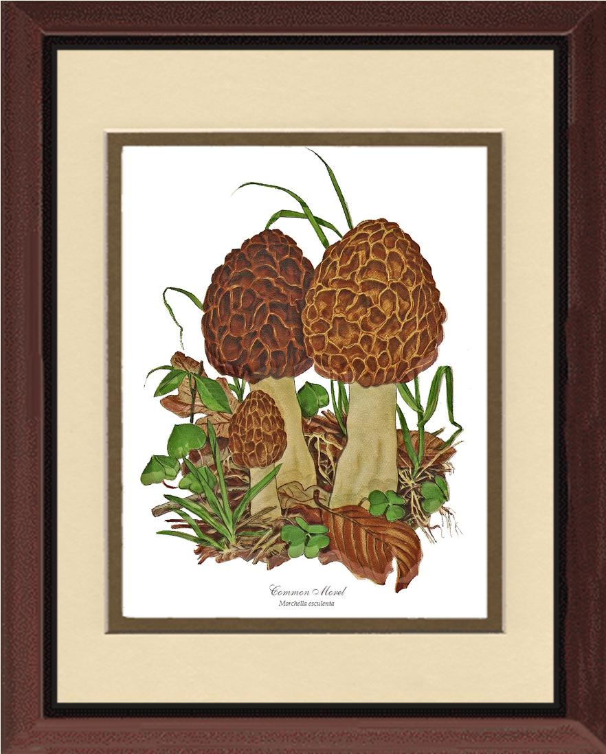 Morel Mushroom | Vintage Mushroom Art Print
