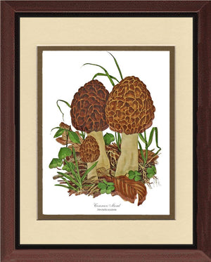Morel Mushroom