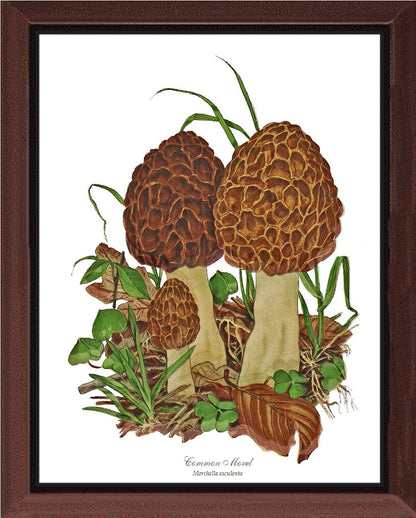 Morel Mushroom | Vintage Mushroom Art Print