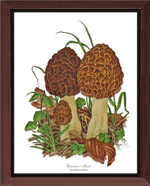 Morel Mushroom