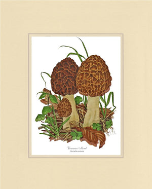 Morel Mushroom