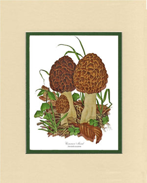 Morel Mushroom